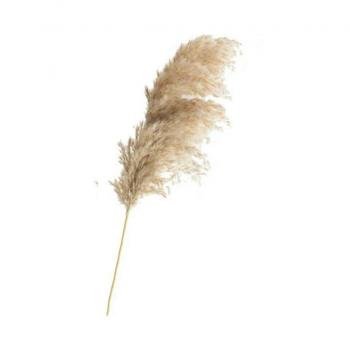 Flor Seca - Capim dos Pampas M