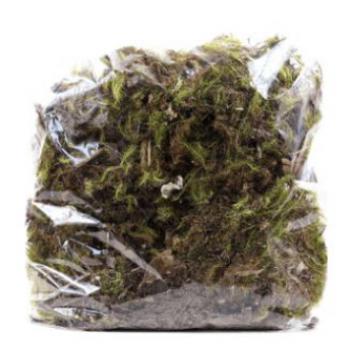 Flor Seca - Musgo Verde