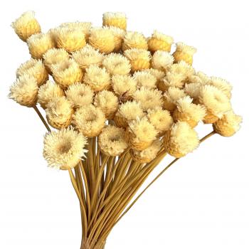 Flor Seca - Botão Jazida - (Natural)