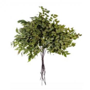 Flor Seca - Avenca