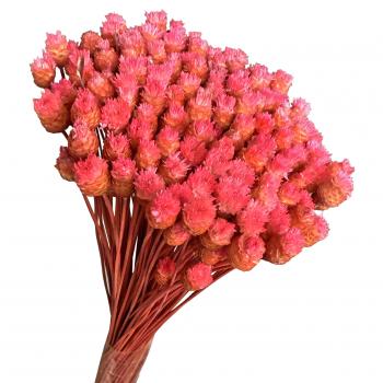 Flor Seca - Botão Jazida - (Pink)