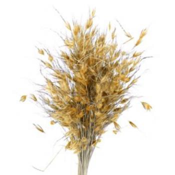 Flor Seca - Capim Dourado - (Natural)