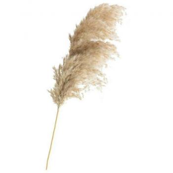 Flor Seca - Capim dos Pampas G