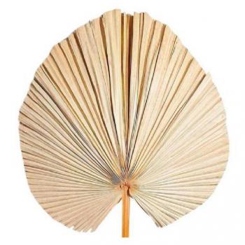 Flor Seca - Palmeira Latânia - (Bege)