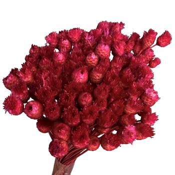 Flor Seca - Botão Jazida - (Vermelho)