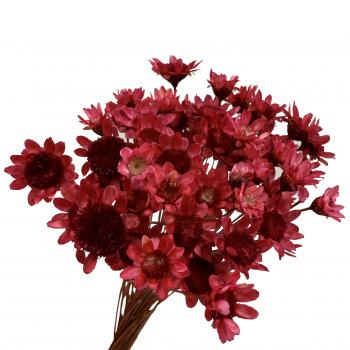 Flor Seca - Sempre Viva - (Vermelho)