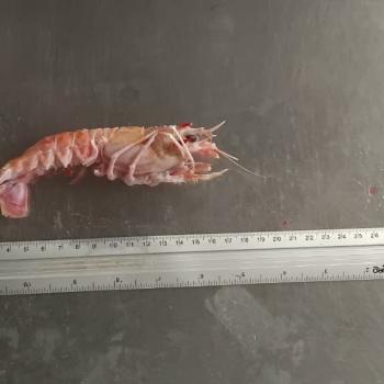 LAGOSTIM INTEIRO CONGELADO 11/20 PEÇAS/KG 1,5kg