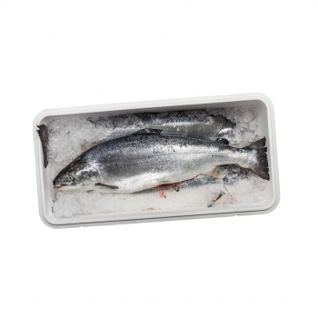 SALMÃO ATLÂNTICO INTEIRO EVISC FRESCO 18/20