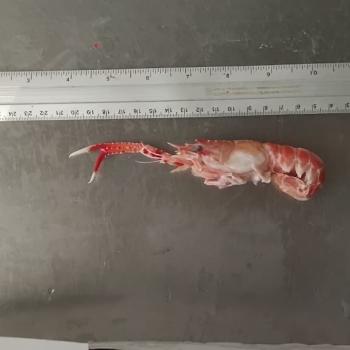 LAGOSTIM INTEIRO CONGELADO 31/40 PEÇAS/KG 1,5kg