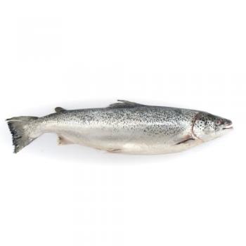 SALMÃO ATLÂNTICO INTEIRO FRESCO 14/16 KG