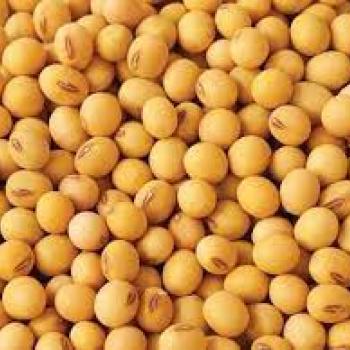 SOJA GRÃO 3KG PCT