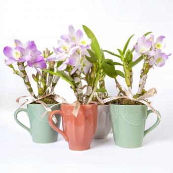 XICARA COM ORQUIDEA