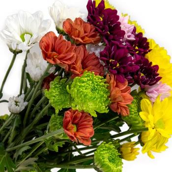 FLOR DO CAMPO (CORTE)