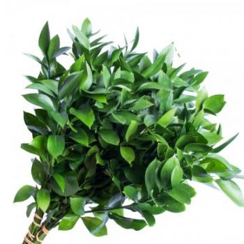 RUSCUS CURTO (CORTE)