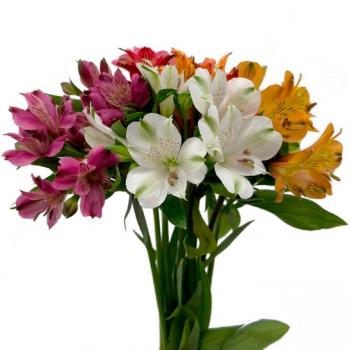 ALSTROEMERIA (CORTE)