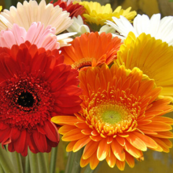 GERBERA (CORTE)