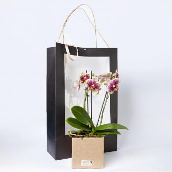 ARRANJO DE ORQUIDEA EM SACOLA ESPECIAL