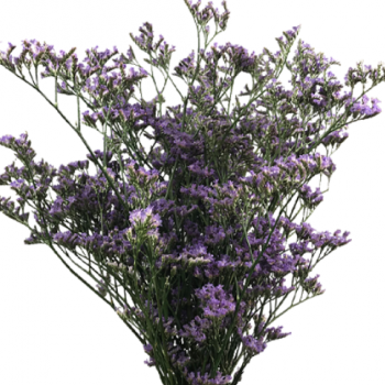 LIMONIUM (CORTE)
