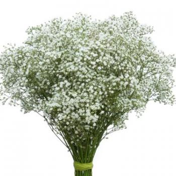 GYPSOFILA (CORTE)
