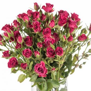 ROSA SPRAY (CORTE)