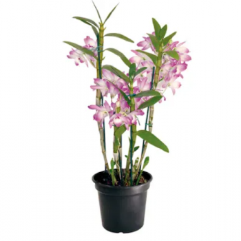 ORQUIDEA DENDROBIUM