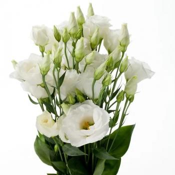LISIANTHUS (CORTE)