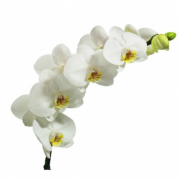 ORQUIDEA PHALAENOPSIS