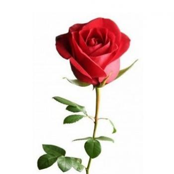 ROSA VERMELHA (CORTE)