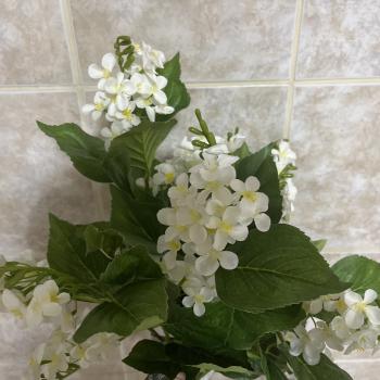 CLERODENDRUM PROTEÇAO UV CREME