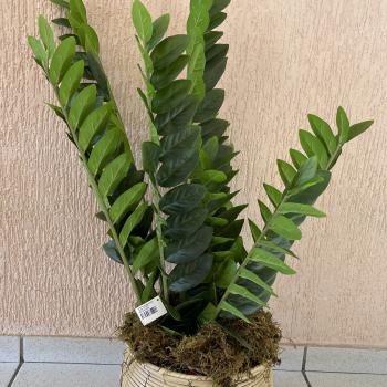 ARVORE ZAMIOCULCA