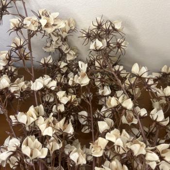 HASTE CEREJEIRA OUTONADA 90CM X7 C105 FLORES