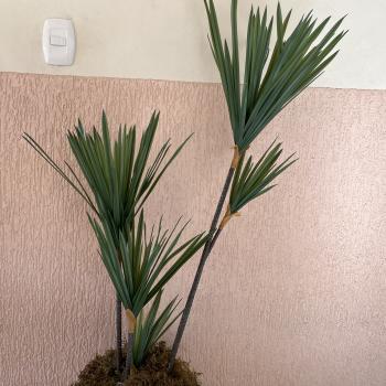 ARVORE DRACENA PREMIUM
