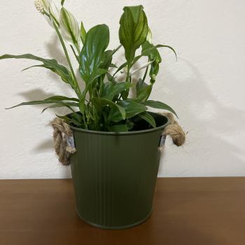 CACHEPOT LISTRAS MUSGO METAL 14X17