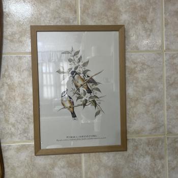 QUADRO MOLDURA LAMINA COMPOSTA A3-PASSAROS VINTAGE 45X33