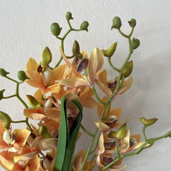 ORQUIDEA CYMBIDIUM C FOLHA AMARELA