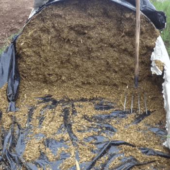 SILAGEM DE MILHO AGRO SANTA RITA