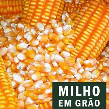 CIA DO MILHO MILHO EM GRÃOS IN NATURA