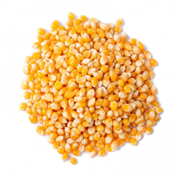 MILHO DE PIPOCA NOTA 10 500G