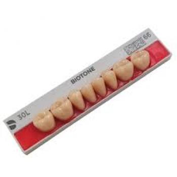 .DENTE BIOTONE ANTERIOR/SUPERIOR A25 62 - DENTSPLY / PROTESE